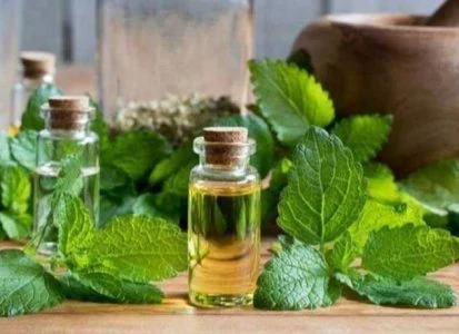 خواص بادرنجبویه در قاعدگی