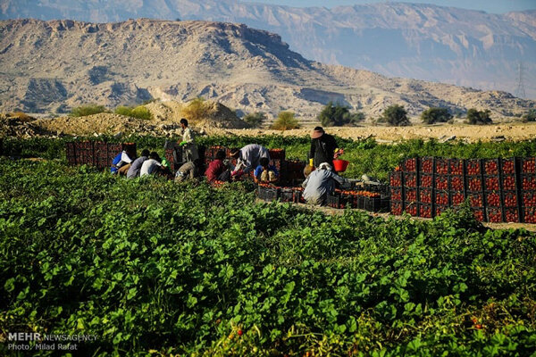 زنان روستایی ستون اصلی تولیدات کشاورزی هستند - خبرگزاری آزیلاز | اخبار ایران و جهان