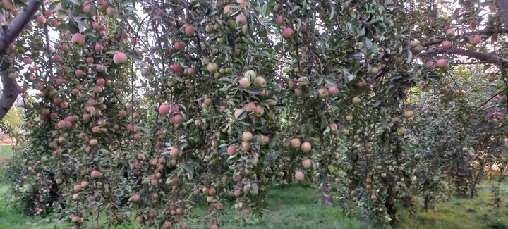 اقدام زیبا از بانوان روستای انصارالامام همدان در حمایت از مقاومت